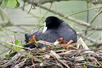 brooding Eurasian coot