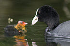 Eurasian coot