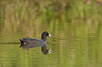 black coot