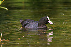 black coot