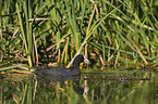 black coot