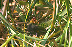 black coot