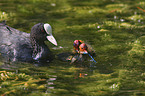 black coot