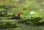 black coot