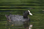 black coot