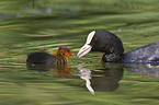 black coot