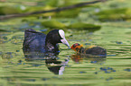 black coot