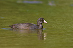 black coot