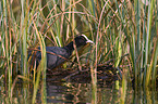 black coot