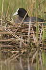 black coot