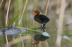 black coot