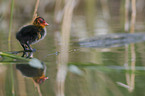 black coot