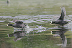 black coots