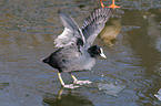 black coot