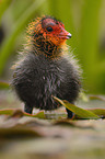 young black coot
