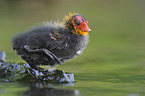 young black coot