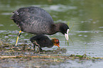 black coots