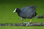 black coot