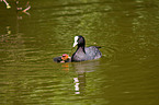 Eurasian black coots