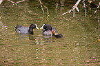 Eurasian black coots