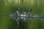 Eurasian black coots