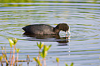 Eurasian black coot