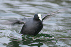 black coot