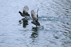 black coots