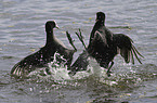 Eurasian black coots