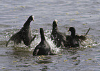 Eurasian black coots