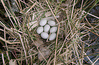 black coot eggs