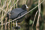 black coot