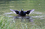 black coot