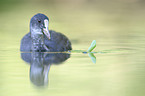 black coot