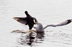 Eurasian black coot and gull