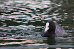 black coot