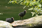 young black coots