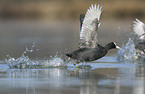 Eurasian black coot