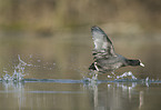 Eurasian black coot