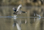 Eurasian black coot