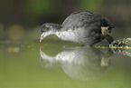 Eurasian black coot