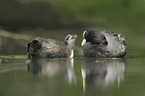 Eurasian black coots