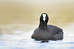 Eurasian black coot