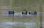 black coots