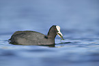 black coot