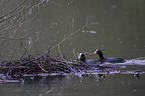 black coots