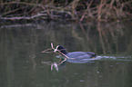 black coot