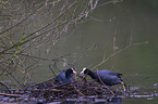 black coots