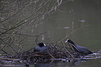 black coots