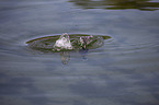 black coot